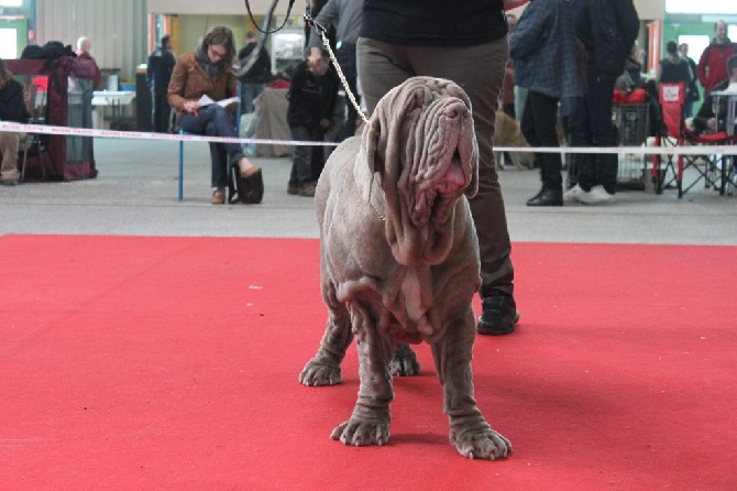 de la Lande Sempau - Expo de Montluçon 2014