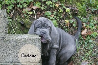 Luciano