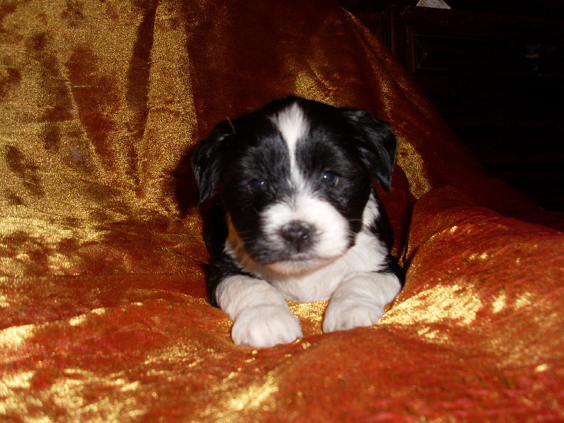 Freedom  flower de la Lande Sempau