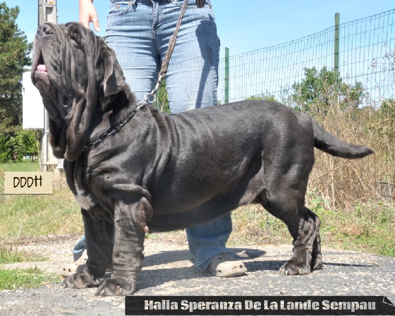 Halia speranza de la Lande Sempau