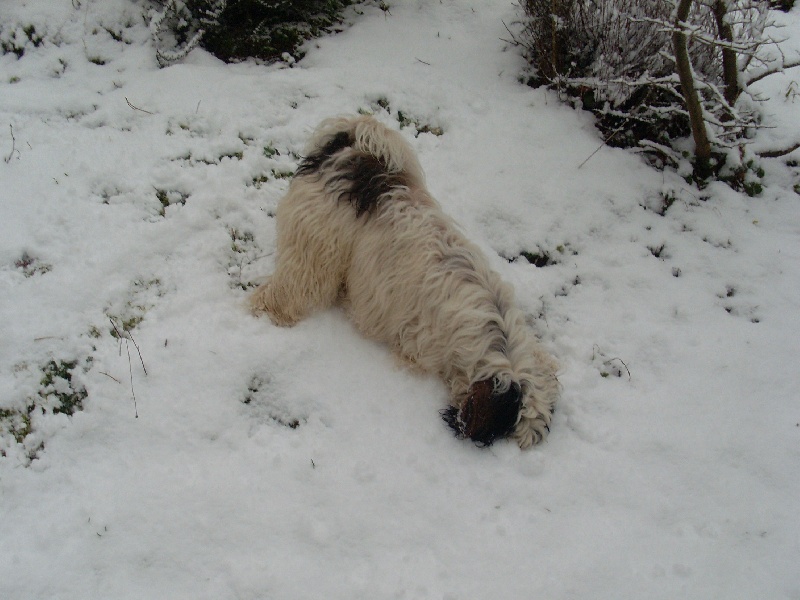 Neige 2010